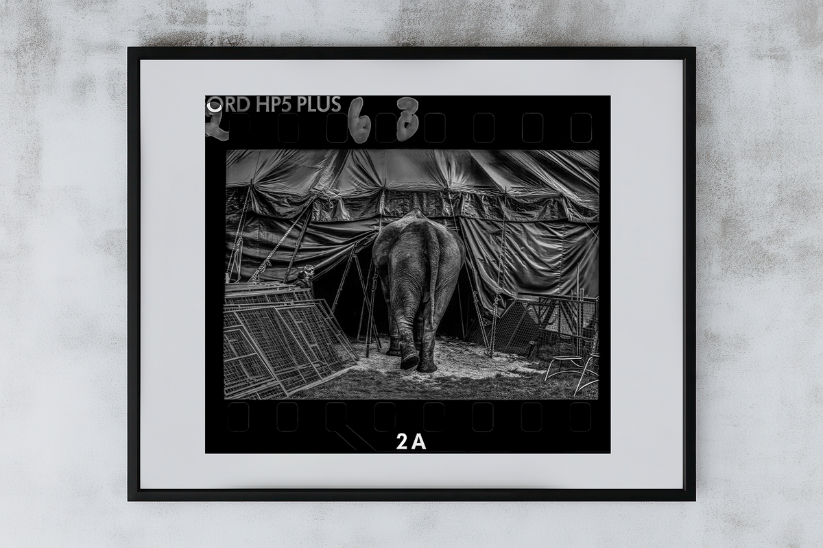 Abu Silvers Circus