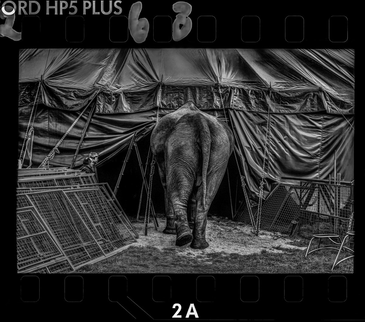 Abu Elephant