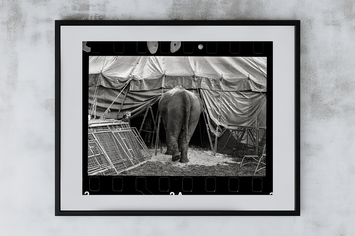 Circus Signature 2