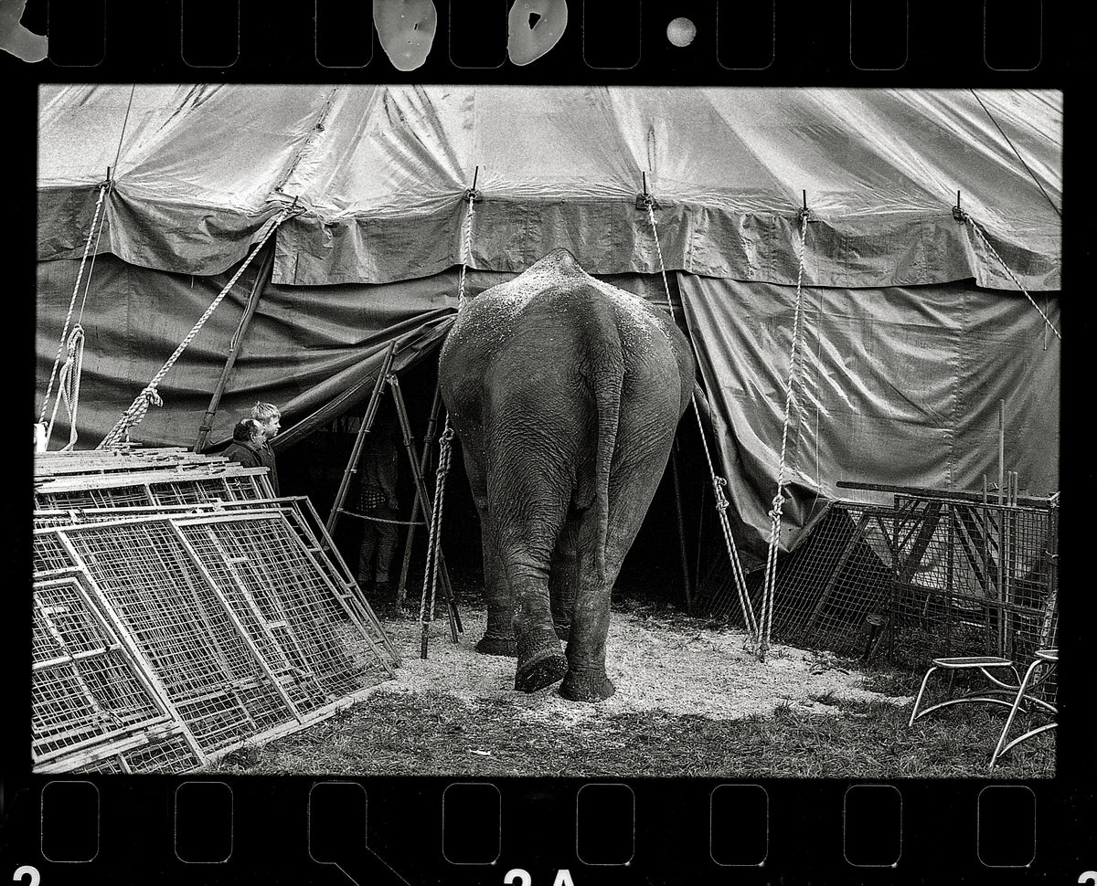 Circus Signature 2