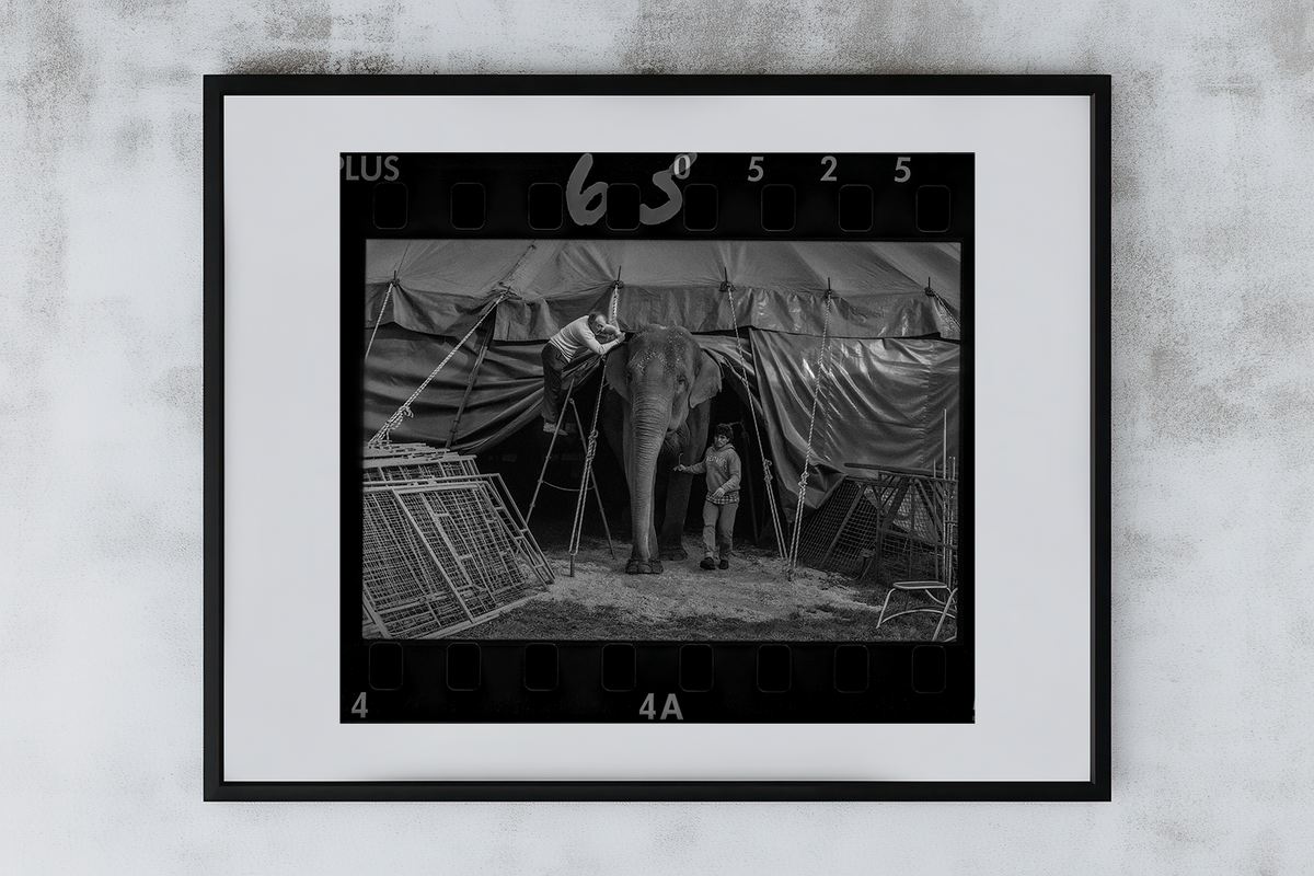 Circus Signature 4