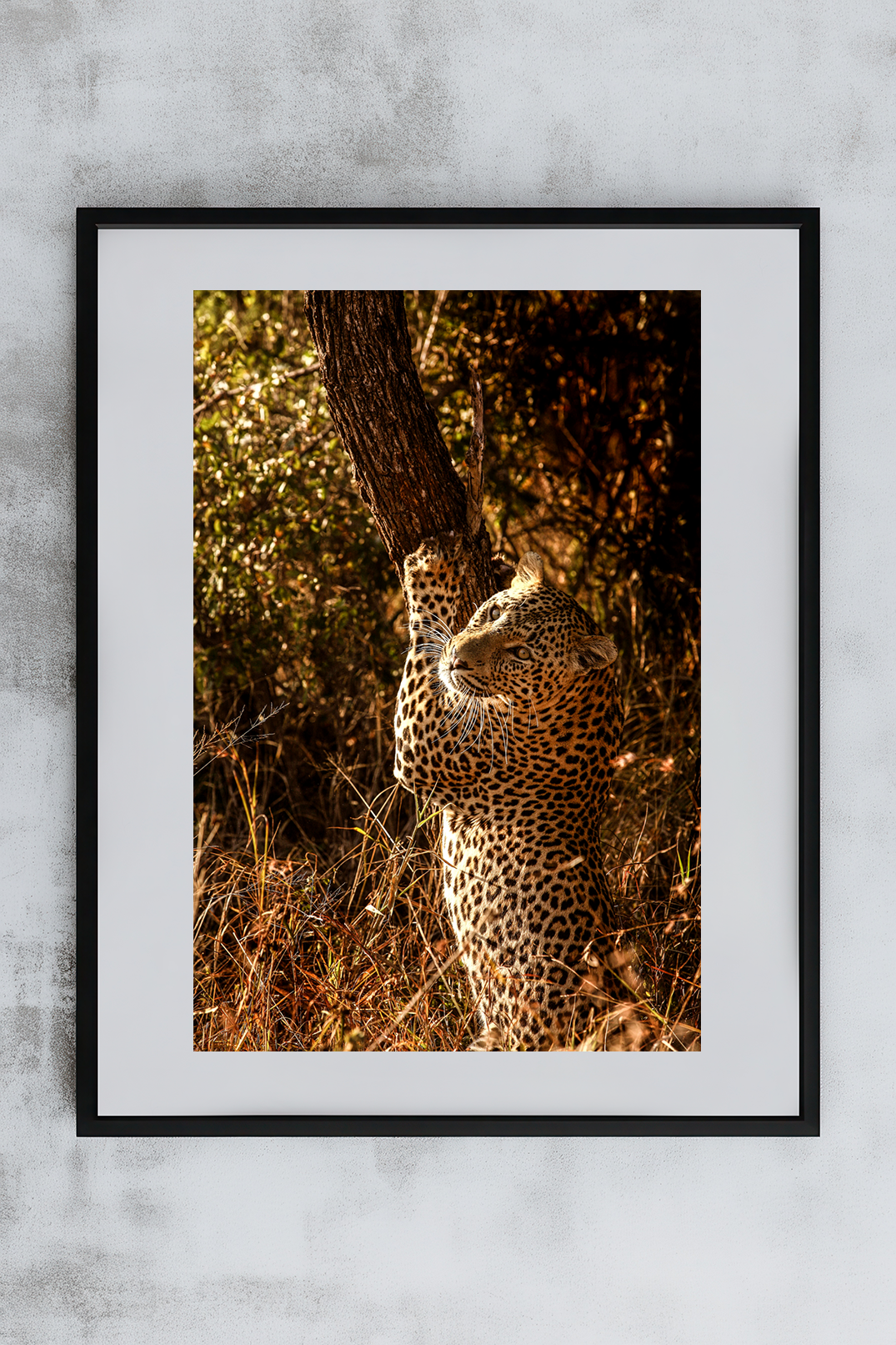 Sth Africa 3