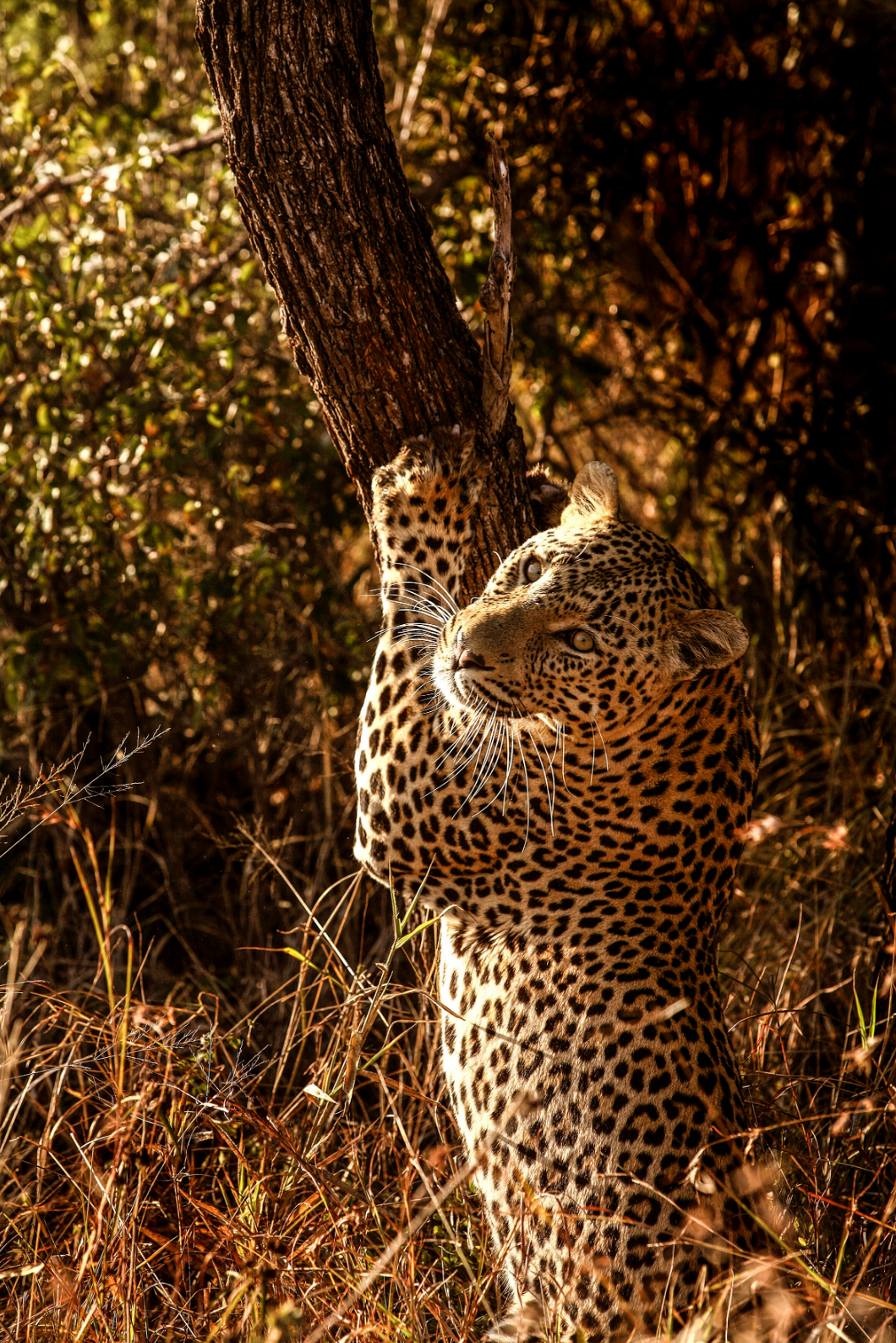Sth Africa 3