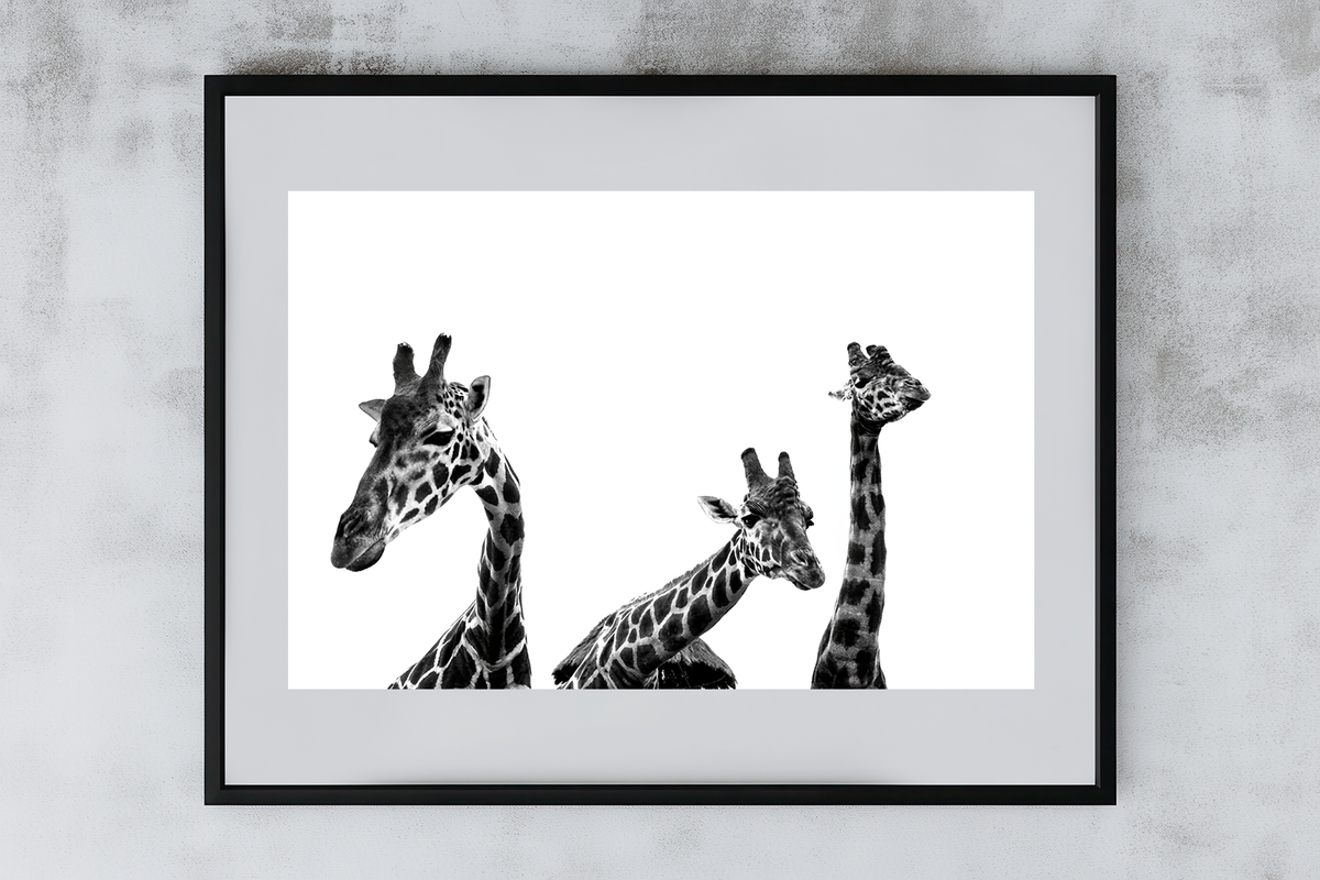Giraffes Editorial framed example