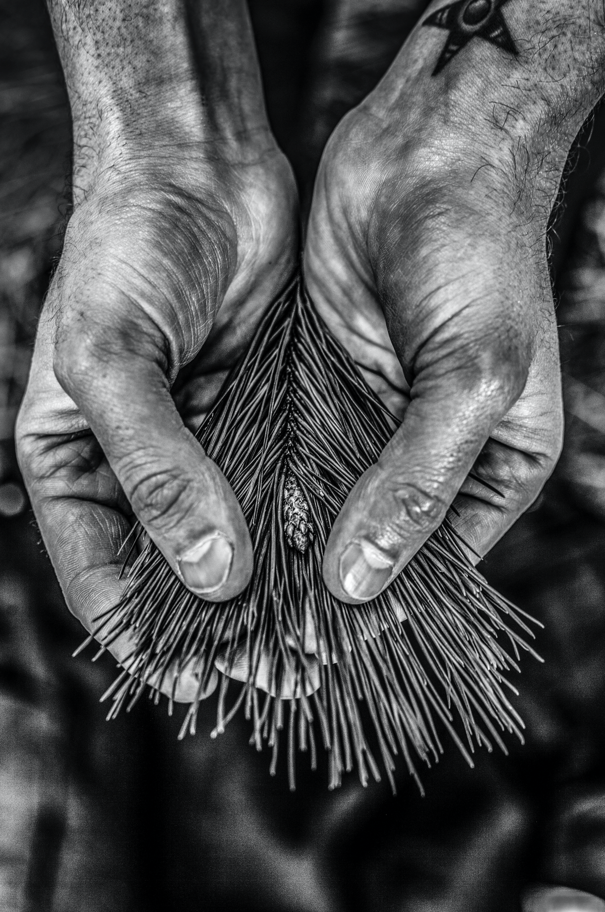 Igni 12 fine art print