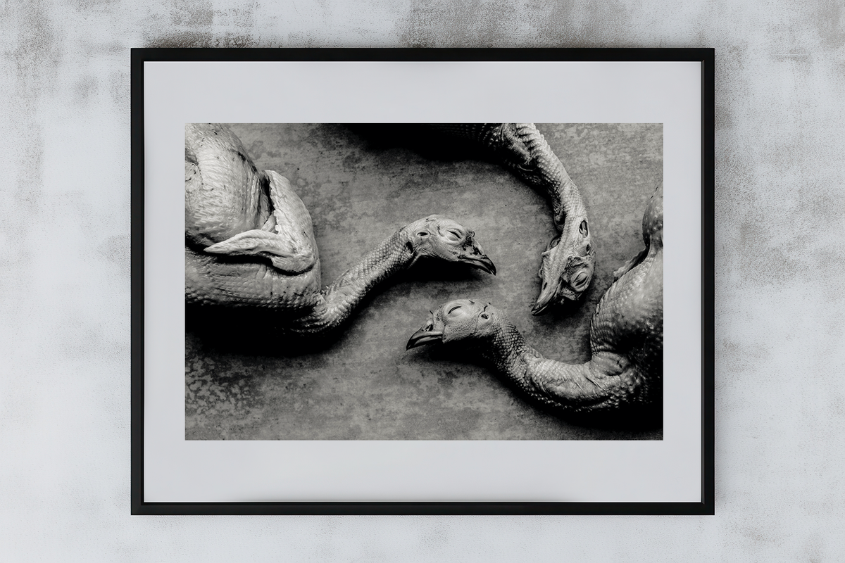 Igni 15 print example