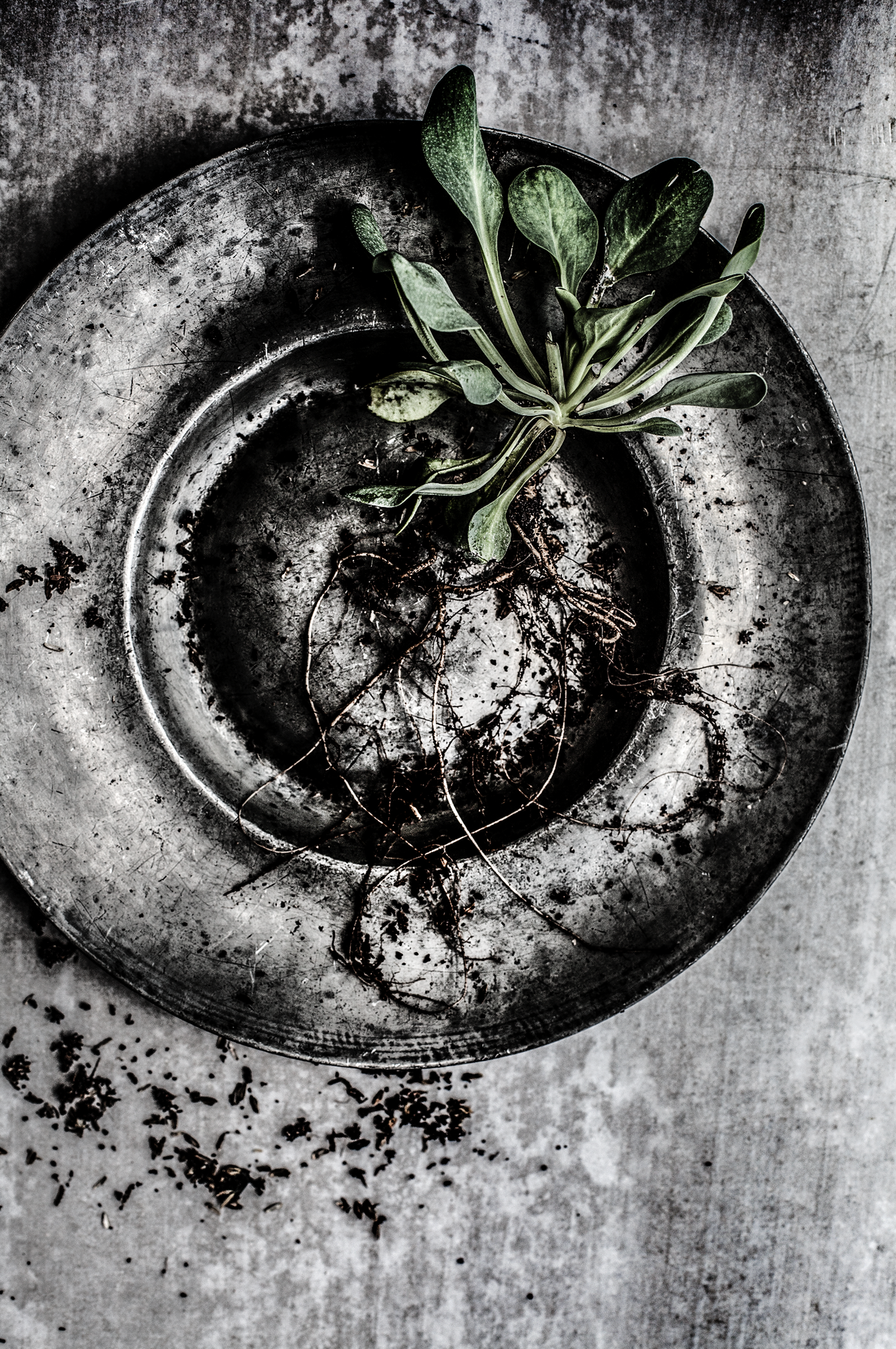 Igni 19 fine art print