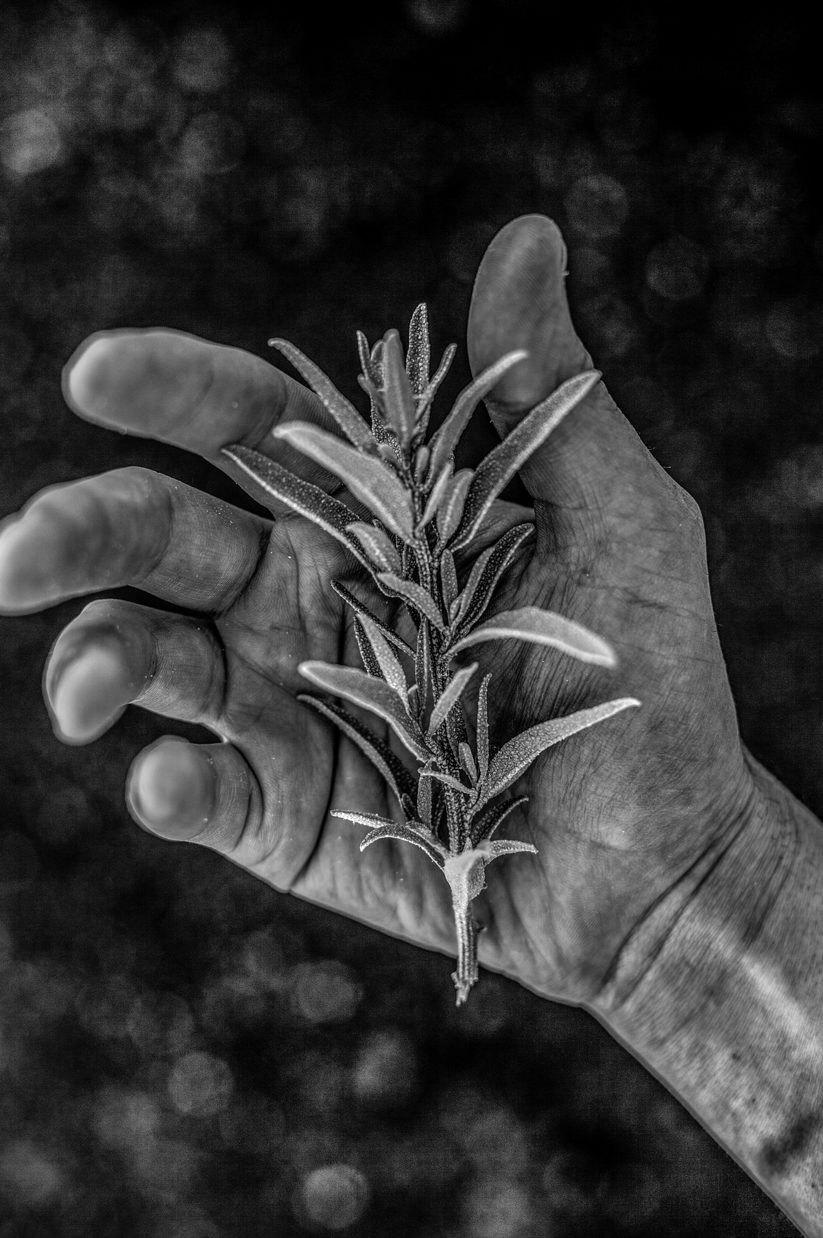 Igni 22 fine art print