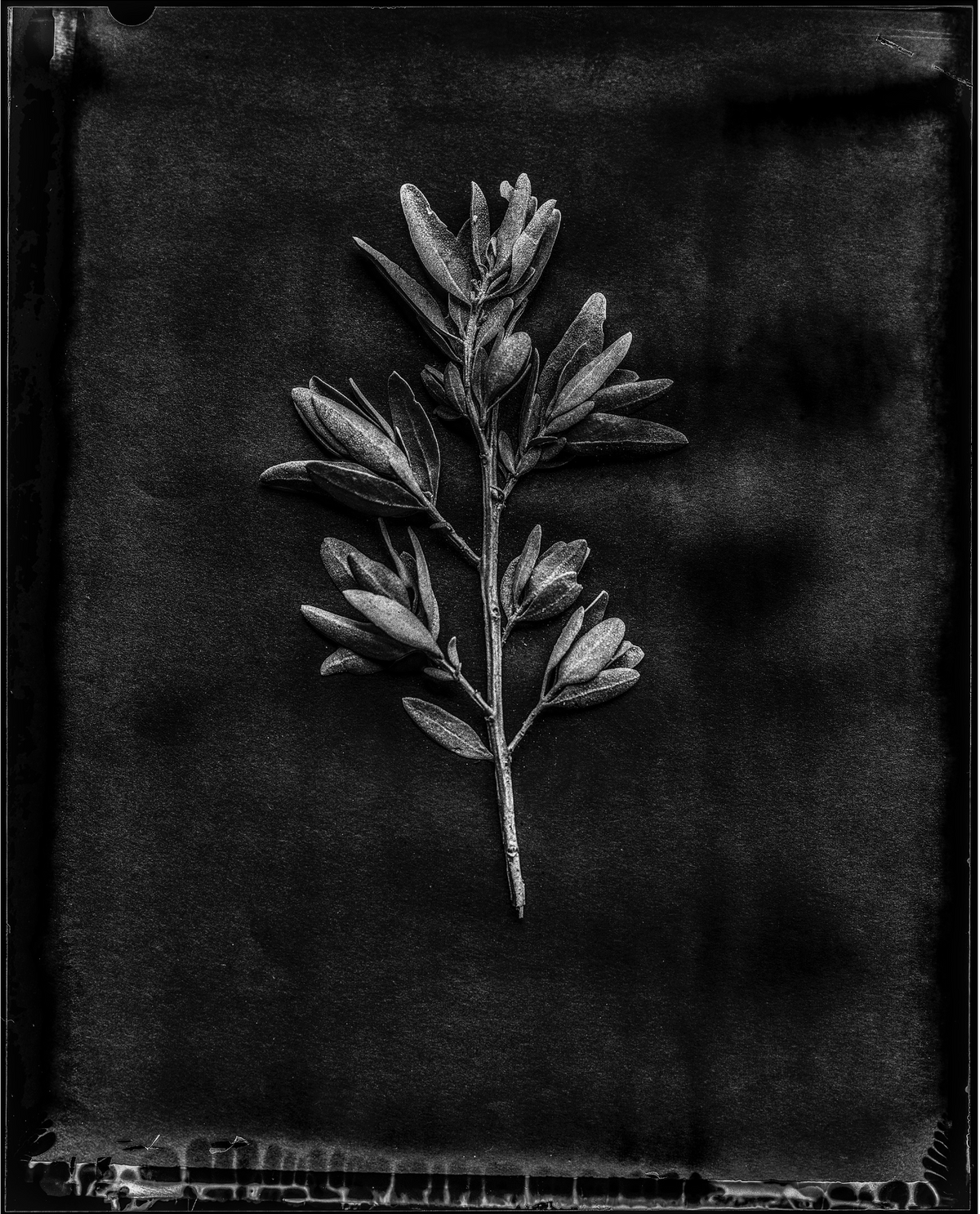 Igni 24 6x7 fine art print