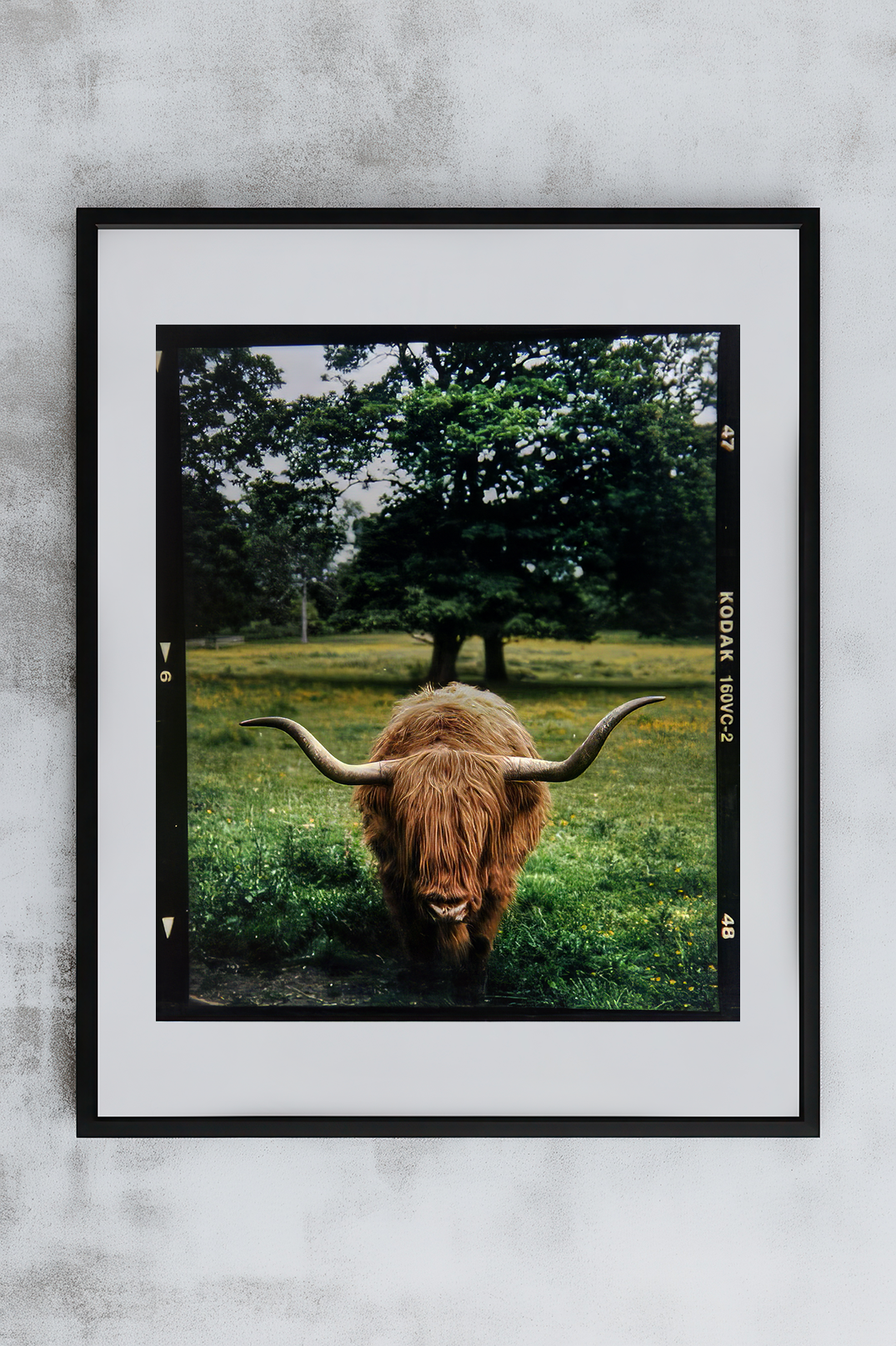 International Scotland Yak Open Edition 6x7