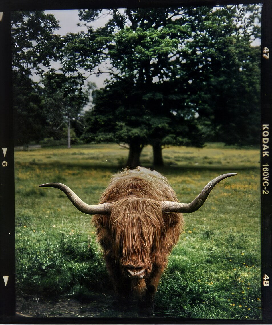 International Scotland Yak Open Edition 6x7