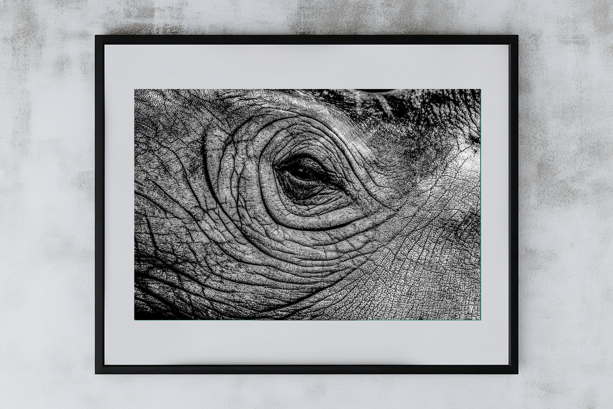 Rino Editorial framed example