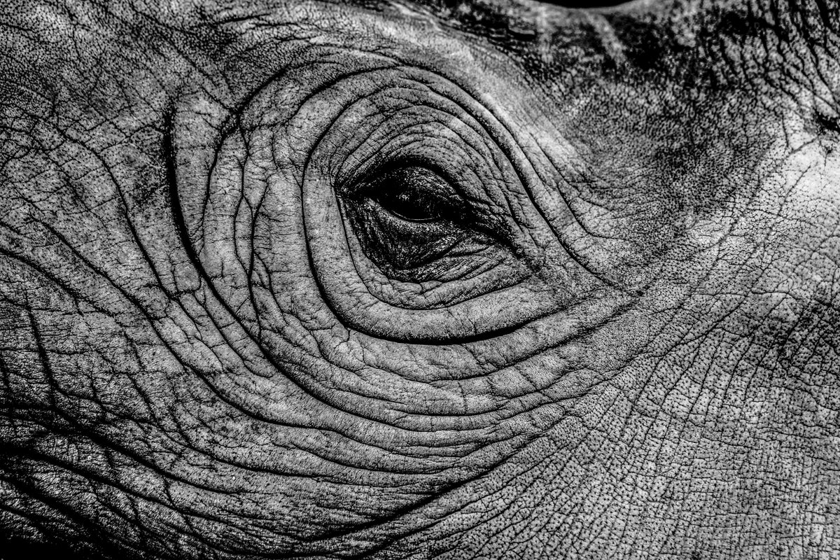 Rino Editorial fine art print